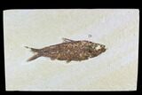 Fossil Fish Plate (Knightia) - Wyoming #108288-1